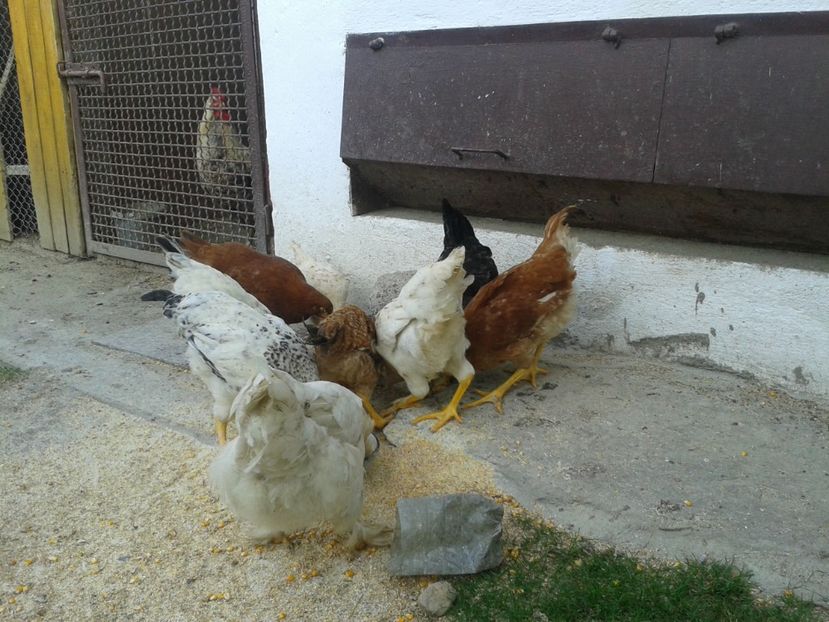  - 10 Gainet 16 august 2016