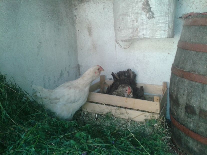  - Incubator Bio-Eco-Natural