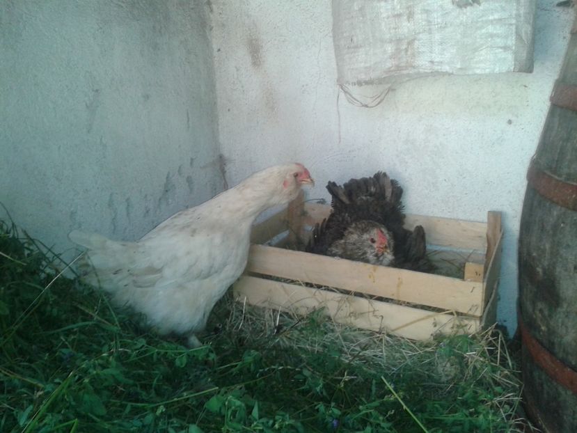  - Incubator Bio-Eco-Natural