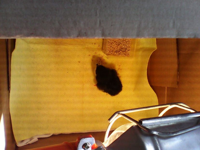  - Piulitza - 26 august 2016