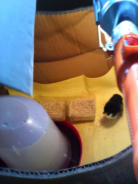  - Piulitza - 26 august 2016