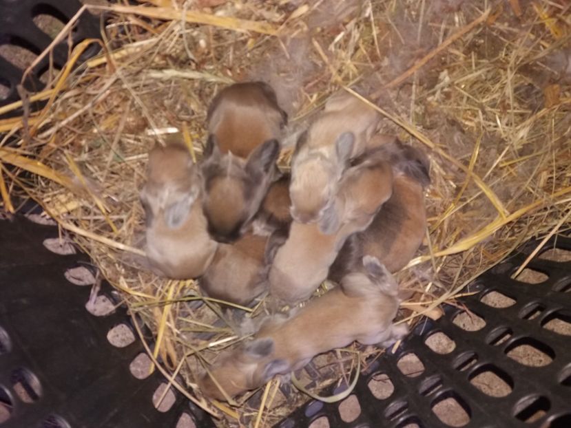 21.03.2017 - Cuib nr 3 din 15 03 2017