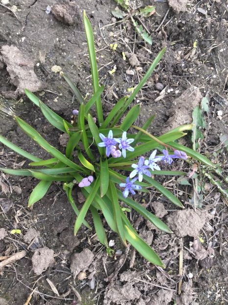  - Flori din gradina 2017