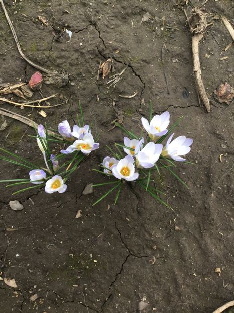  - Flori din gradina 2017