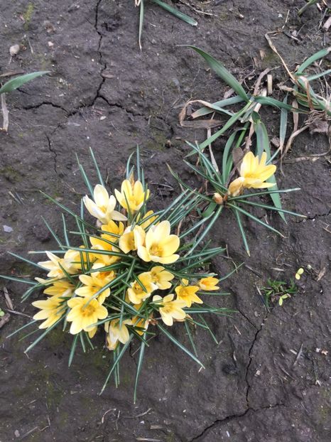  - Flori din gradina 2017