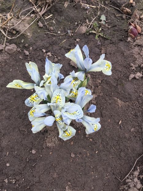  - Flori din gradina 2017