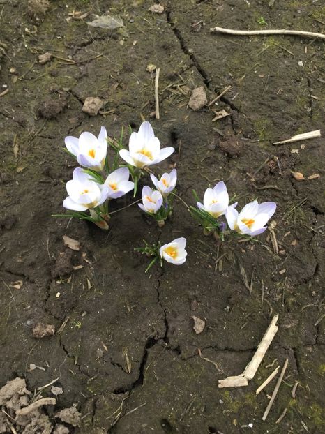  - Flori din gradina 2017