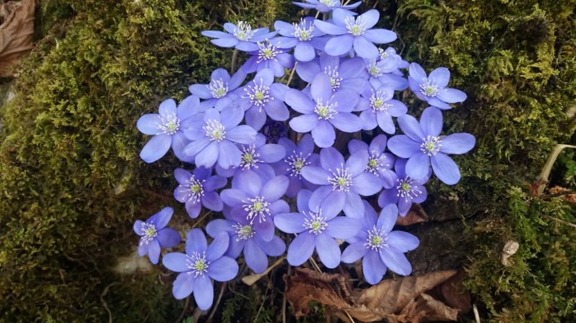  - Florile primaverii