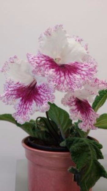 Betula - streptocarpusi 2016