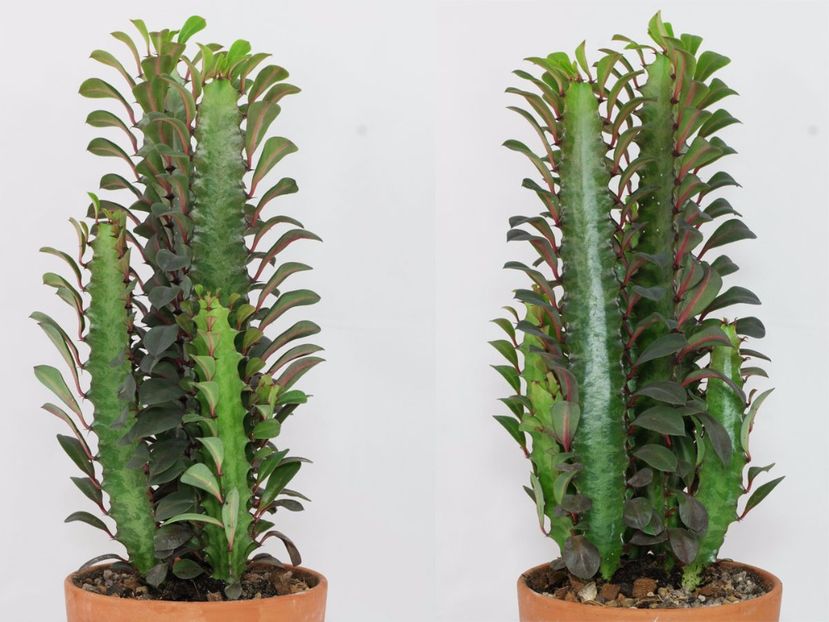 Euphorbia-trigona - CE-MI DORESC