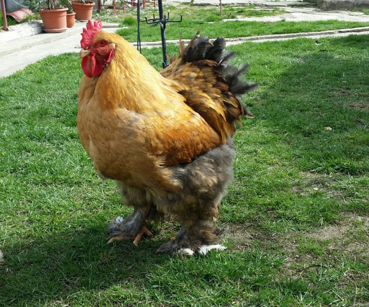 tmp_21098-20170321_174415-461780779 - 2017 Cochinchina galben-bobat