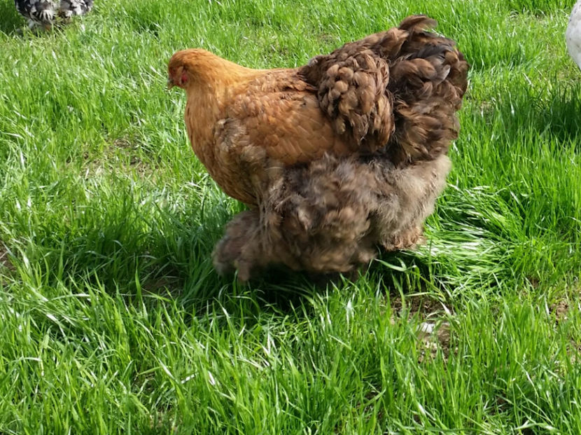 tmp_21098-20170321_174513-453664054 - 2017 Cochinchina galben-bobat