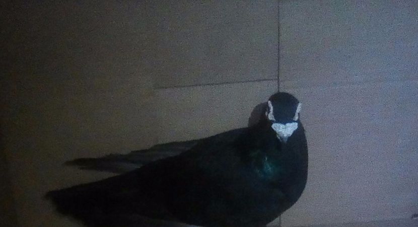  - Masculi Caranculati