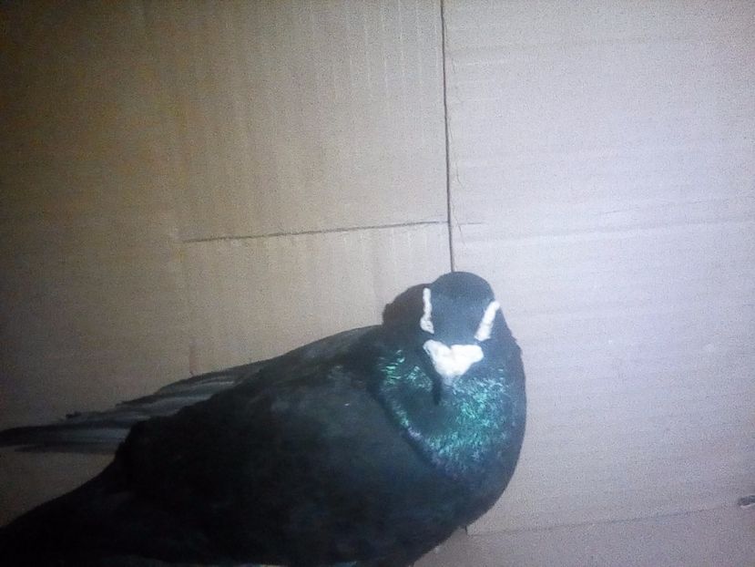  - Masculi Caranculati