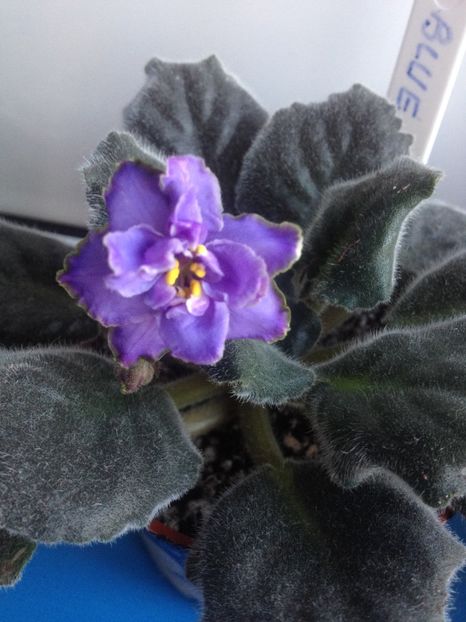 Blue Dragon - Blue Dragon