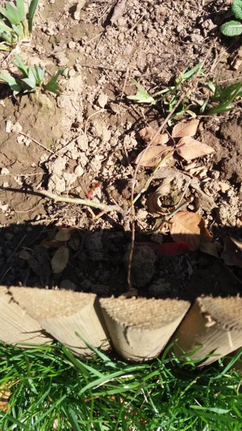  - Christopher marlowe