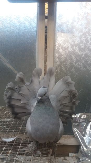 MG.LOFT - 3 VOLTATI INDIENI