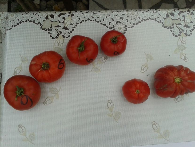  - Colectare seminte 11 august 2016