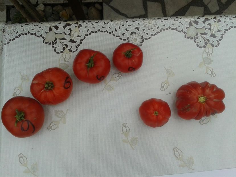  - Colectare seminte 11 august 2016