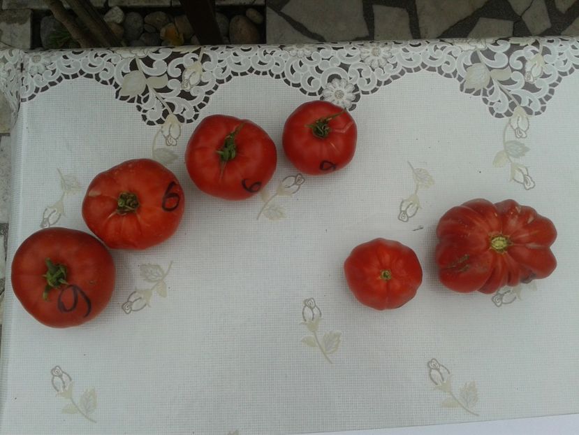  - Colectare seminte 11 august 2016