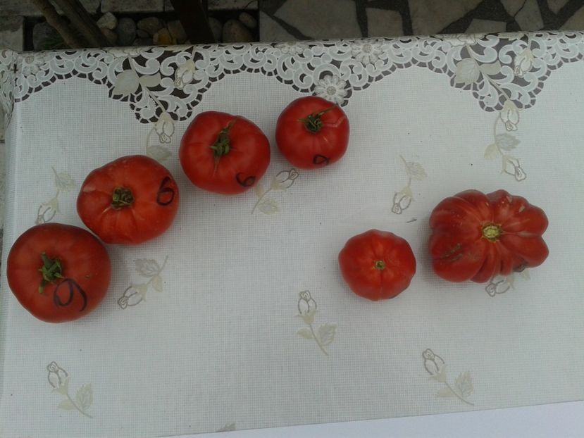  - Colectare seminte 11 august 2016