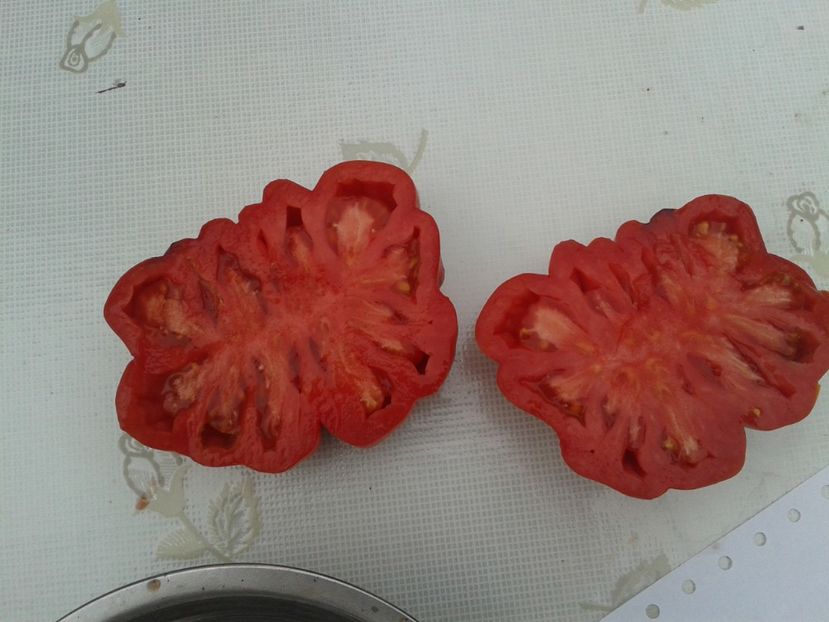  - Colectare seminte 11 august 2016