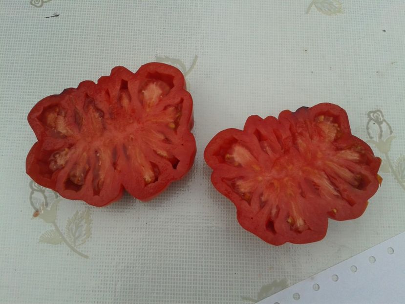  - Colectare seminte 11 august 2016