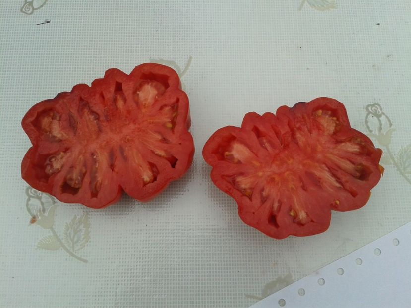  - Colectare seminte 11 august 2016