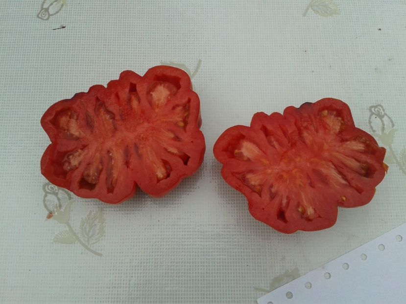  - Colectare seminte 11 august 2016