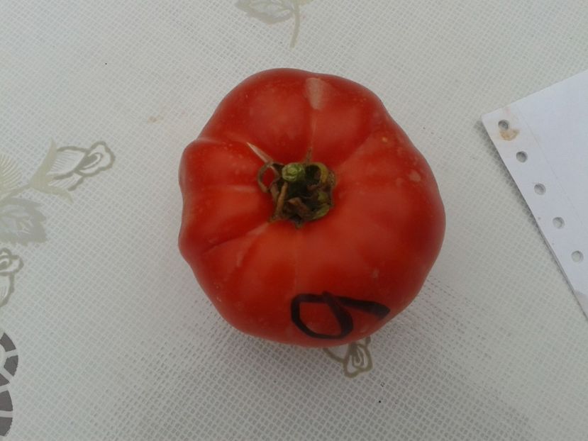  - Colectare seminte 11 august 2016