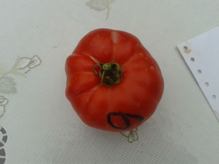  - Colectare seminte 11 august 2016