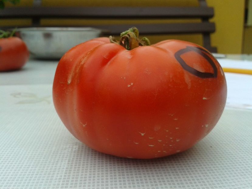  - Colectare seminte 11 august 2016