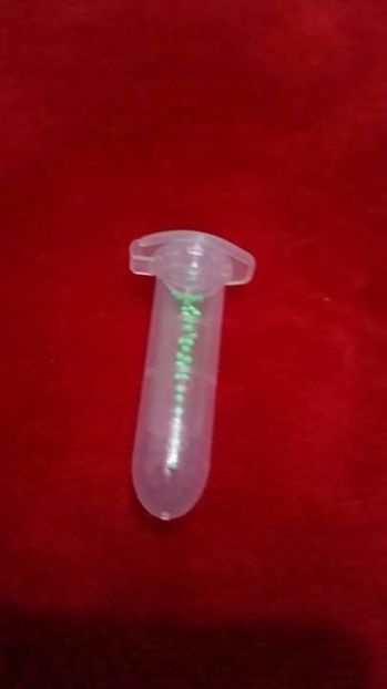 Seminte de Streptocarpus - AAA - SEMINTE- MARIME