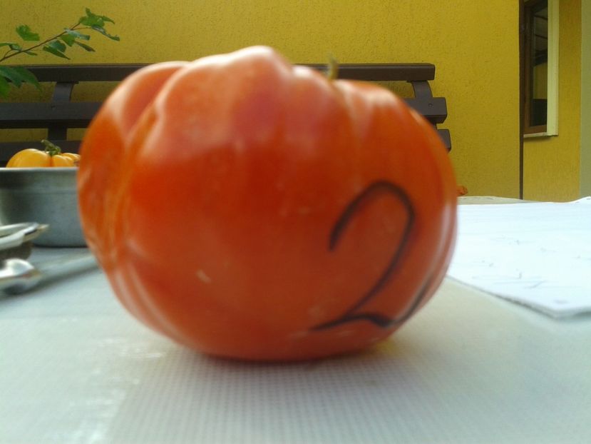  - Colectare seminte 12 august 2016