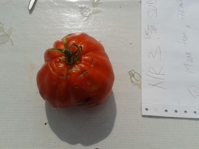  - Colectare seminte 12 august 2016