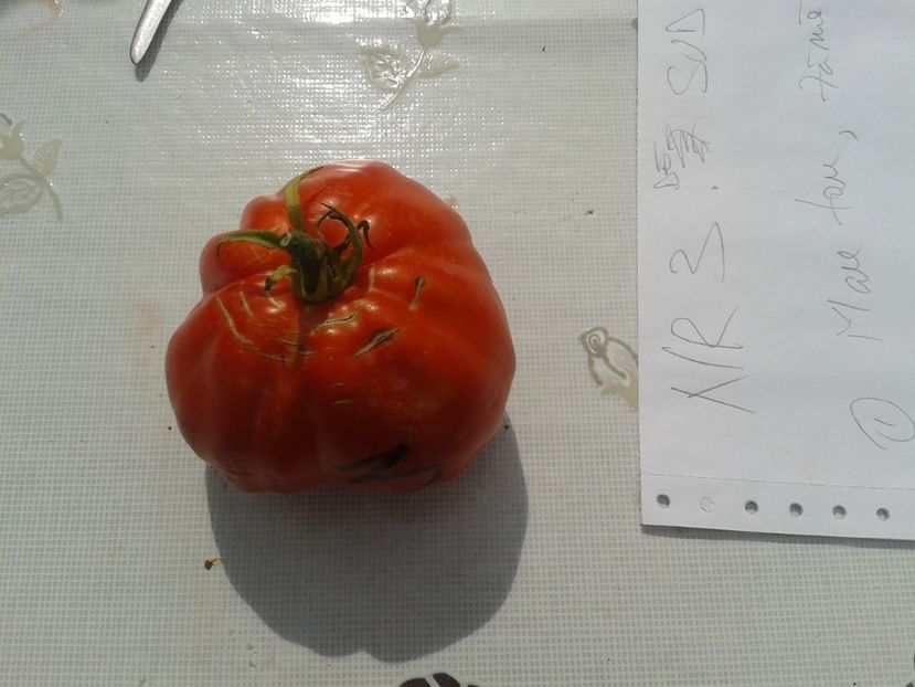  - Colectare seminte 12 august 2016