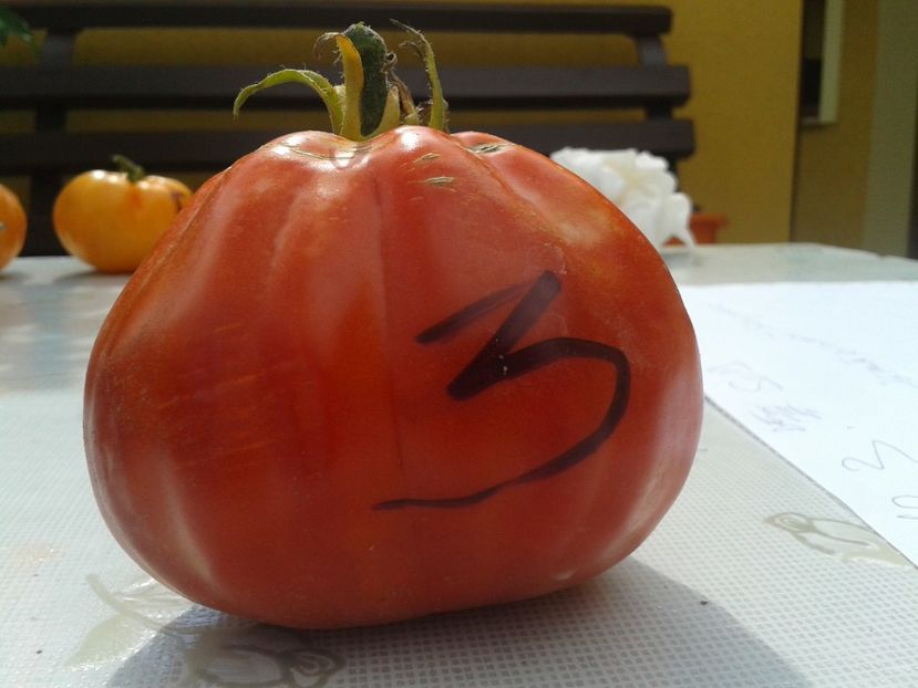  - Colectare seminte 12 august 2016