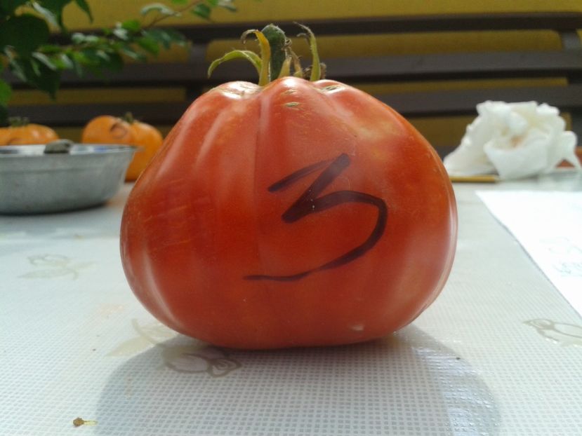  - Colectare seminte 12 august 2016