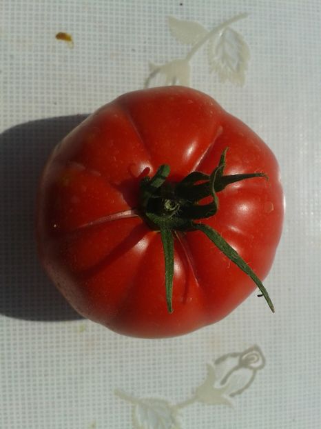  - Colectare seminte 12 august 2016