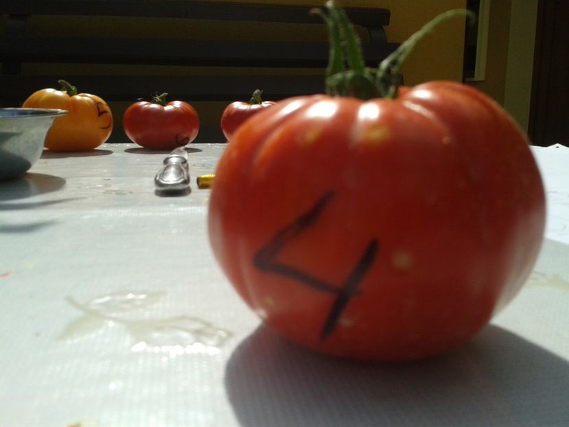  - Colectare seminte 12 august 2016