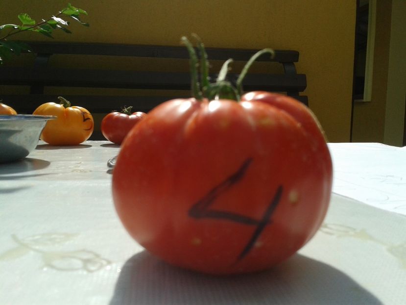  - Colectare seminte 12 august 2016