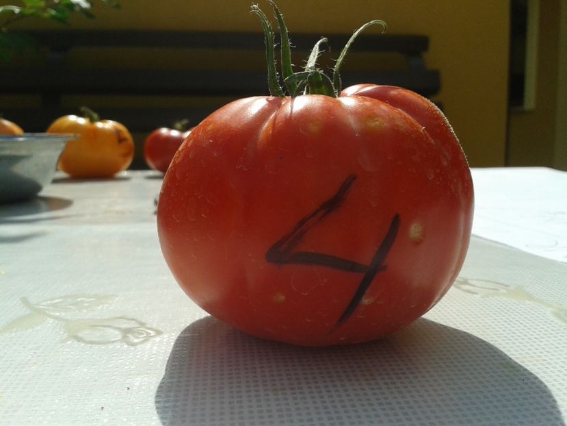  - Colectare seminte 12 august 2016