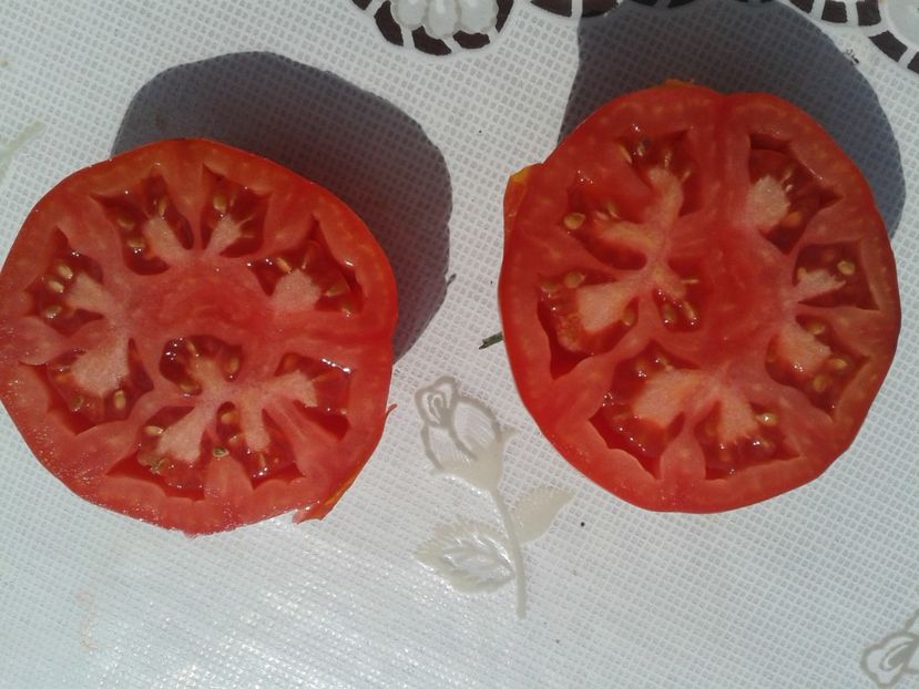  - Colectare seminte 12 august 2016