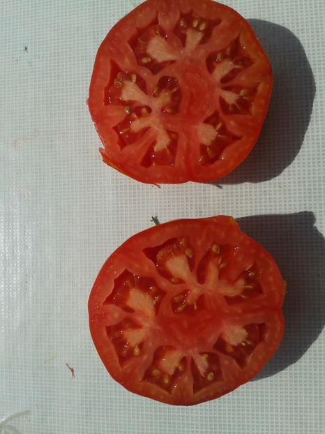  - Colectare seminte 12 august 2016