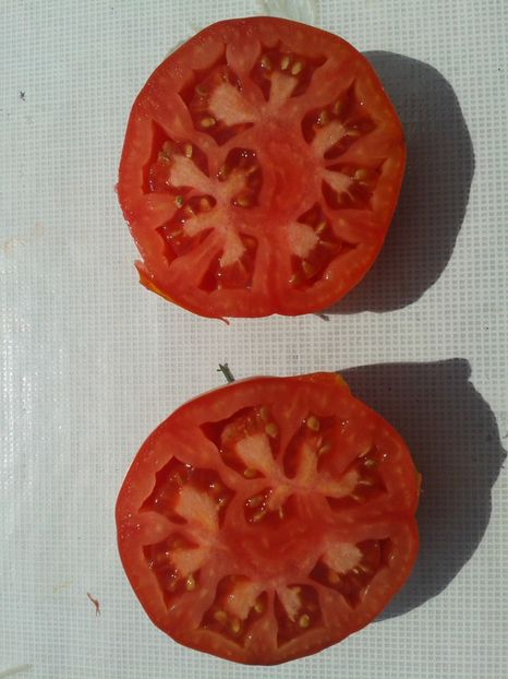  - Colectare seminte 12 august 2016