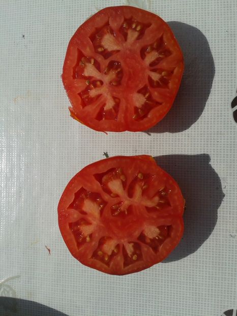  - Colectare seminte 12 august 2016