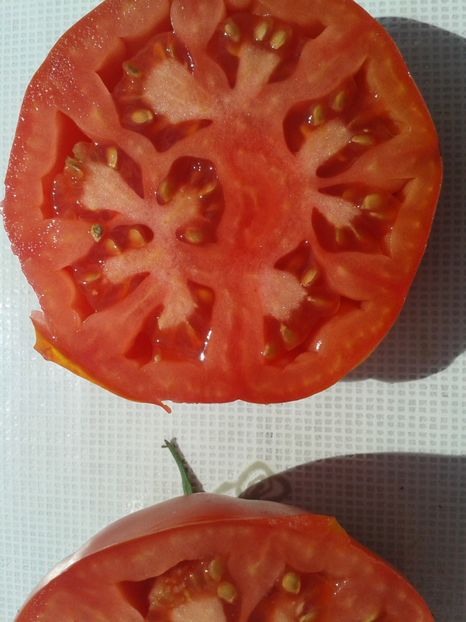  - Colectare seminte 12 august 2016