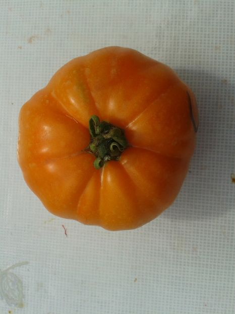  - Colectare seminte 12 august 2016