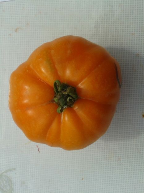  - Colectare seminte 12 august 2016