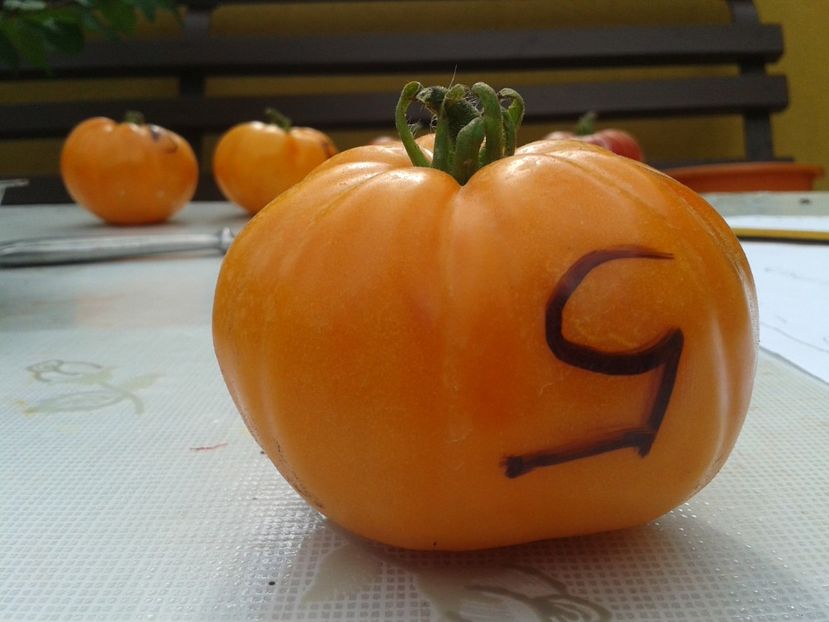  - Colectare seminte 12 august 2016